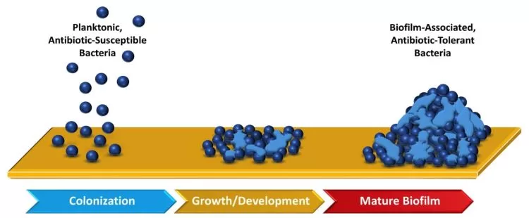 solusi biofilm