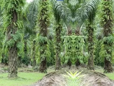 769a-racun-rumput-palling-ampuh racun rumput palling ampuh