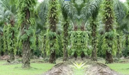 769a-racun-rumput-palling-ampuh racun rumput palling ampuh