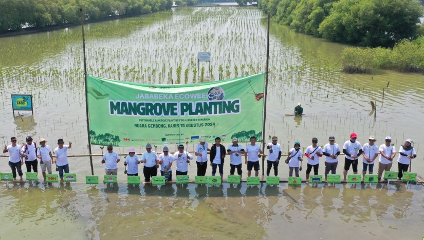 889 Mangrove Planting Eonchemicals Mangrove Planting Eonchemicals