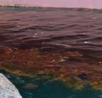 Solusi Tumpahan Minyak di Laut Solusi Tumpahan Minyak di Laut