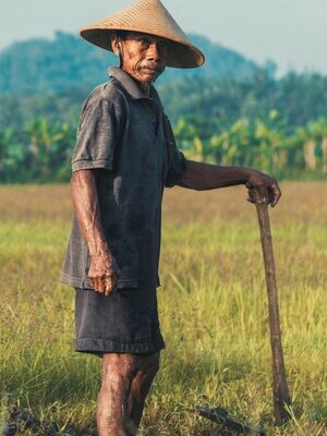 petani-di-sawah petani-di-sawah